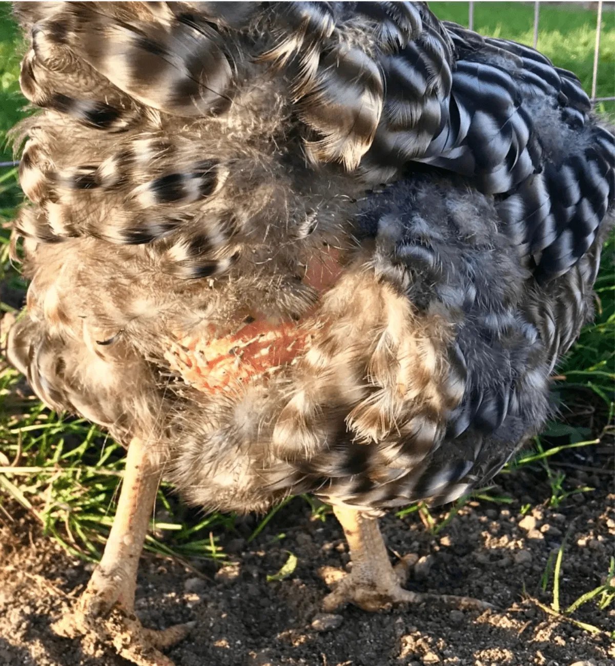 Chicken Molting