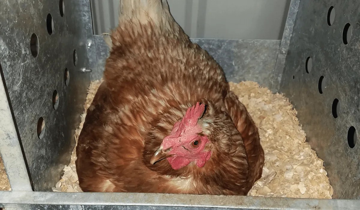 How Long Does It Take A Hen To Lay An Egg? Meyer Hatchery Blog