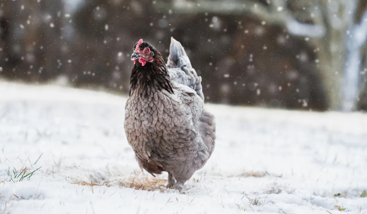 How Do Chickens Stay Warm in the Winter? Meyer Hatchery Blog