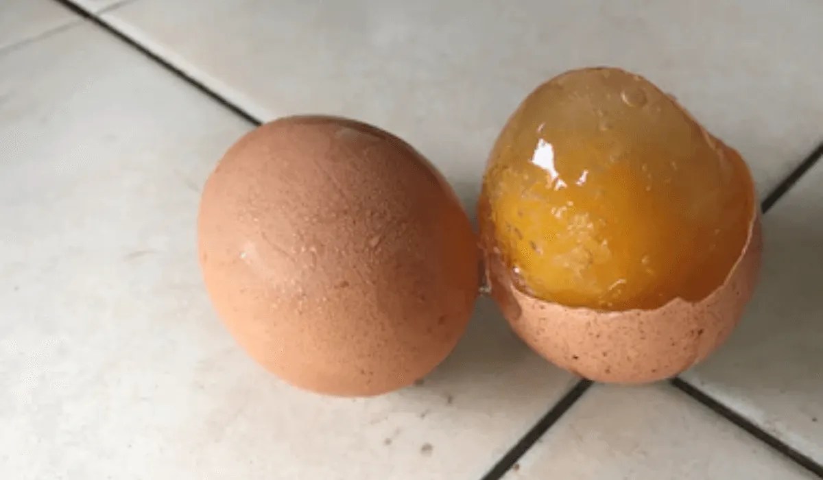 Frozen Egg Tips and Tricks Meyer Hatchery Blog