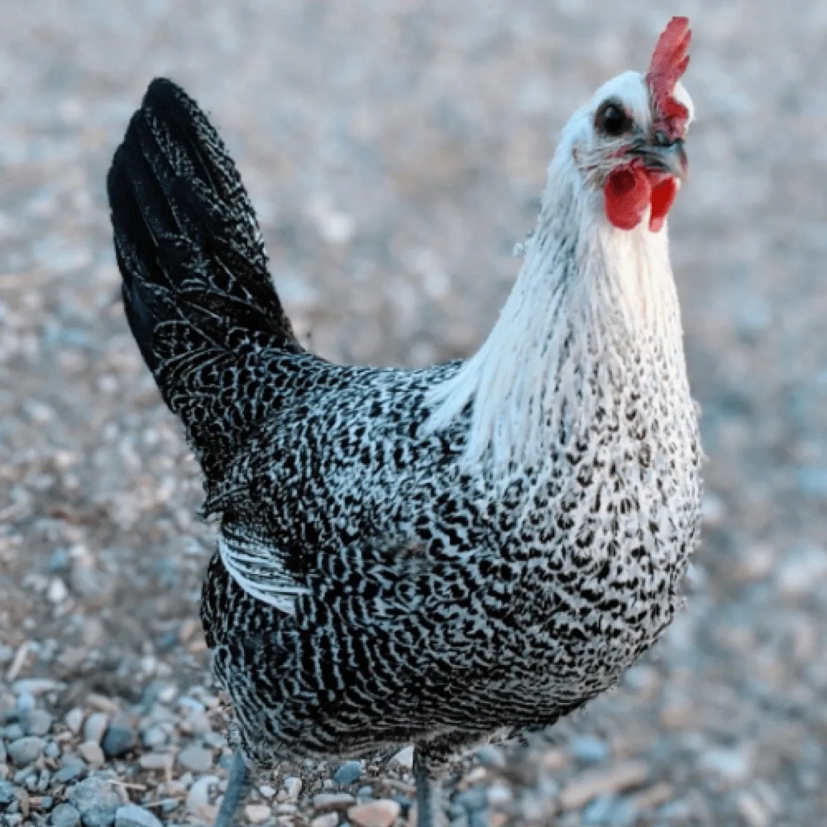 Best Chicken Breeds For Foraging & Free Ranging Meyer Hatchery Blog