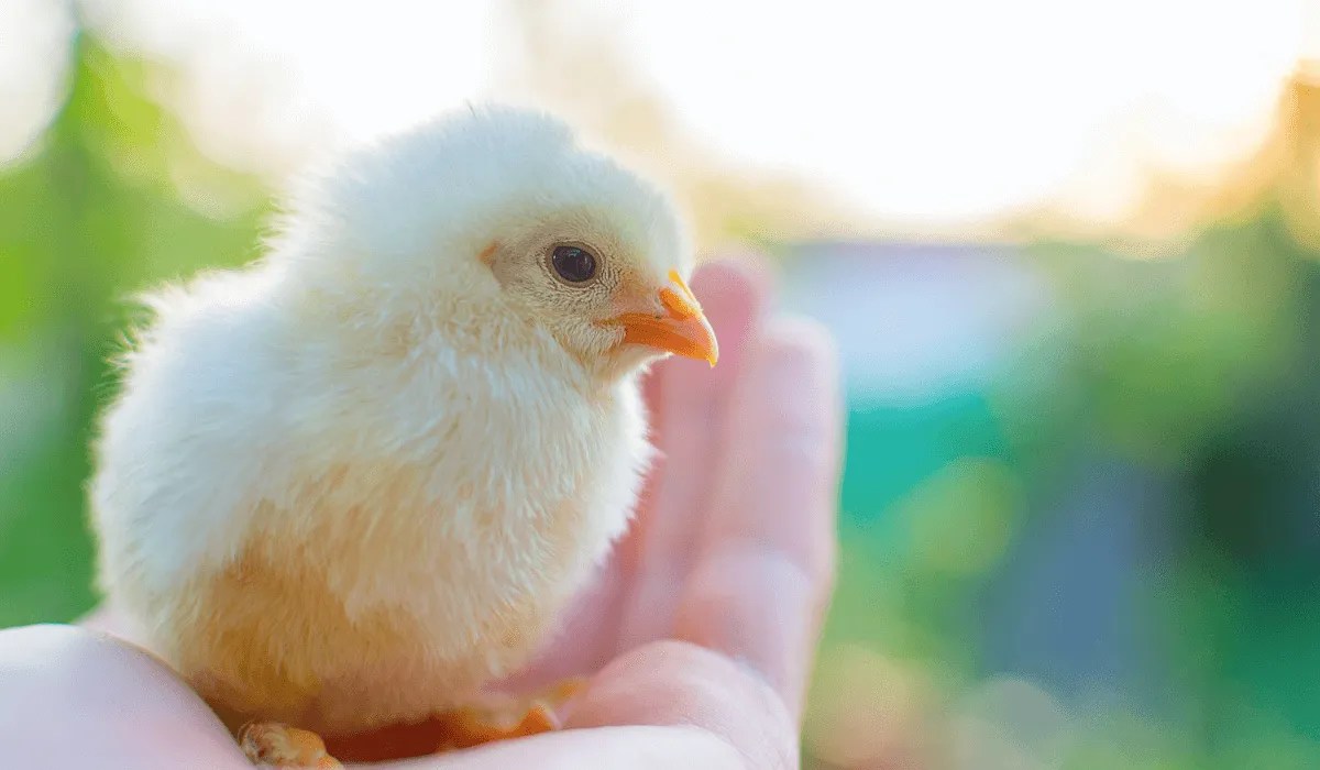 My Chicks are Dying What's Wrong? Meyer Hatchery Blog