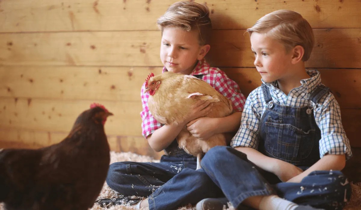 Can My Chickens Make Me Sick? Meyer Hatchery Blog