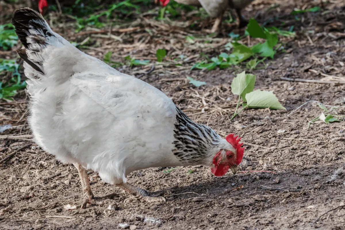 Gapeworm Medicine For Chickens Cheap Supplier gbupresnenskij.ru