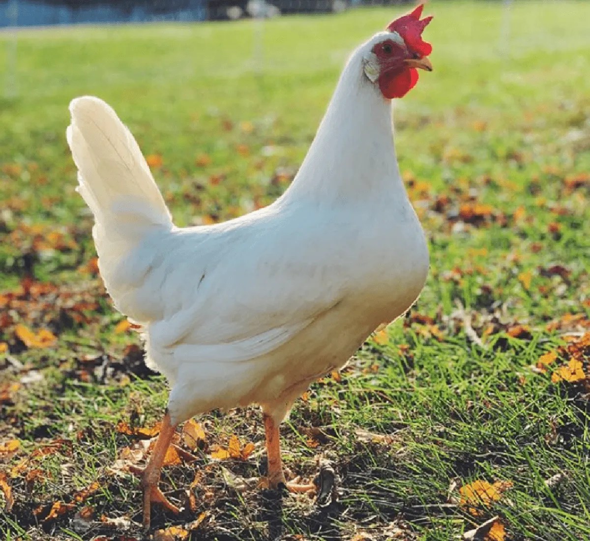 Breed Spotlight The White Leghorn Meyer Hatchery Blog