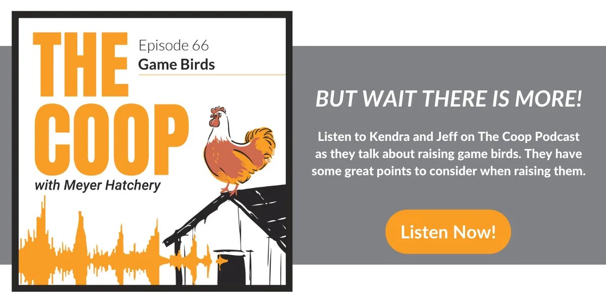 Raising Game Birds for Release Meyer Hatchery Blog