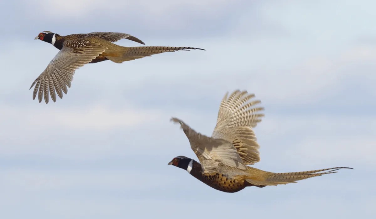 Raising Game Birds for Release Meyer Hatchery Blog