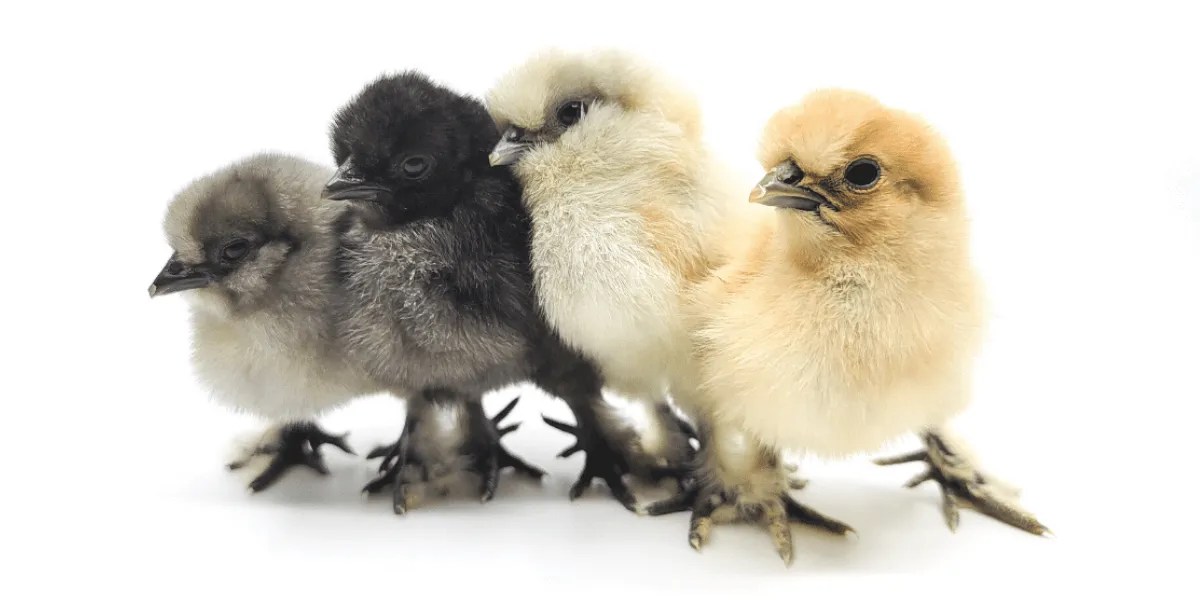 What Is a Bantam Chicken and Why Own Them? Meyer Hatchery Blog