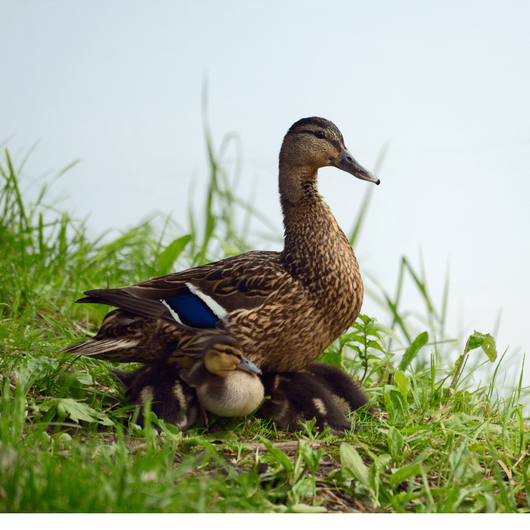 Caring For A Broody Duck Meyer Hatchery Blog