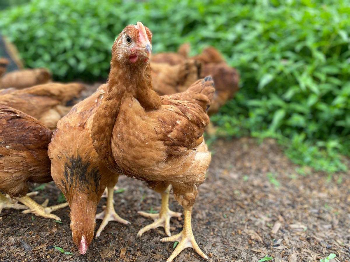 Raising Red Broilers Meyer Hatchery Blog