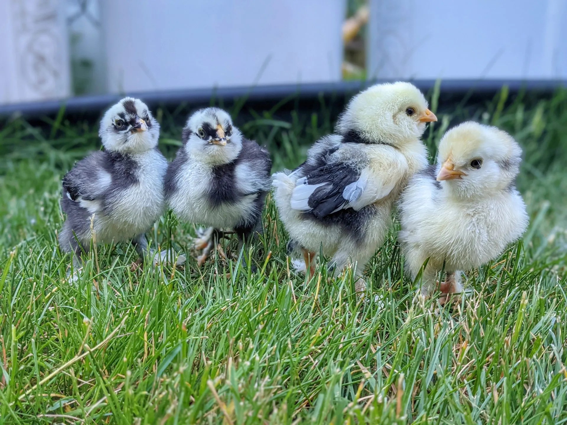 Place Your 2024 Chick Order Now! Meyer Hatchery Blog