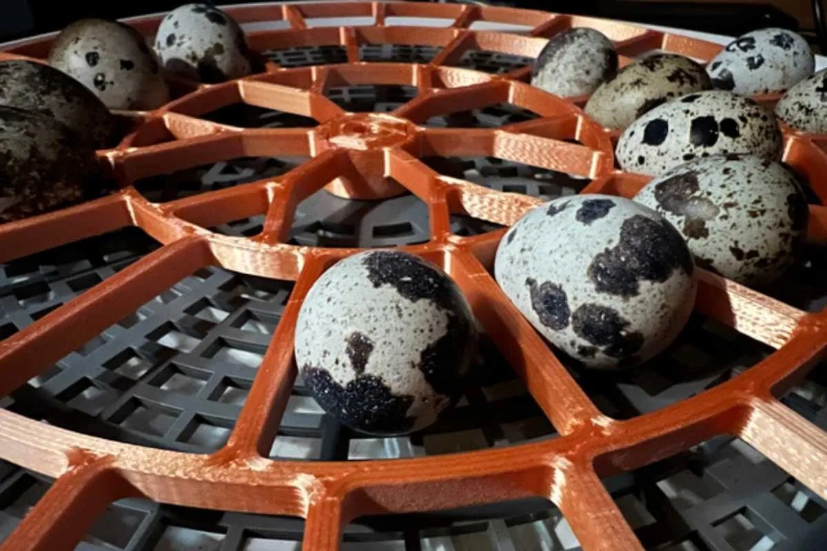 Incubating and Hatching Quail Eggs Meyer Hatchery Blog