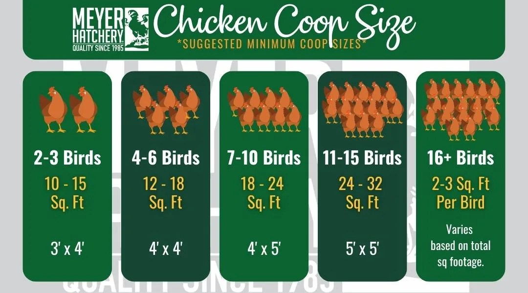 Chicken Coop Size Meyer Hatchery Blog