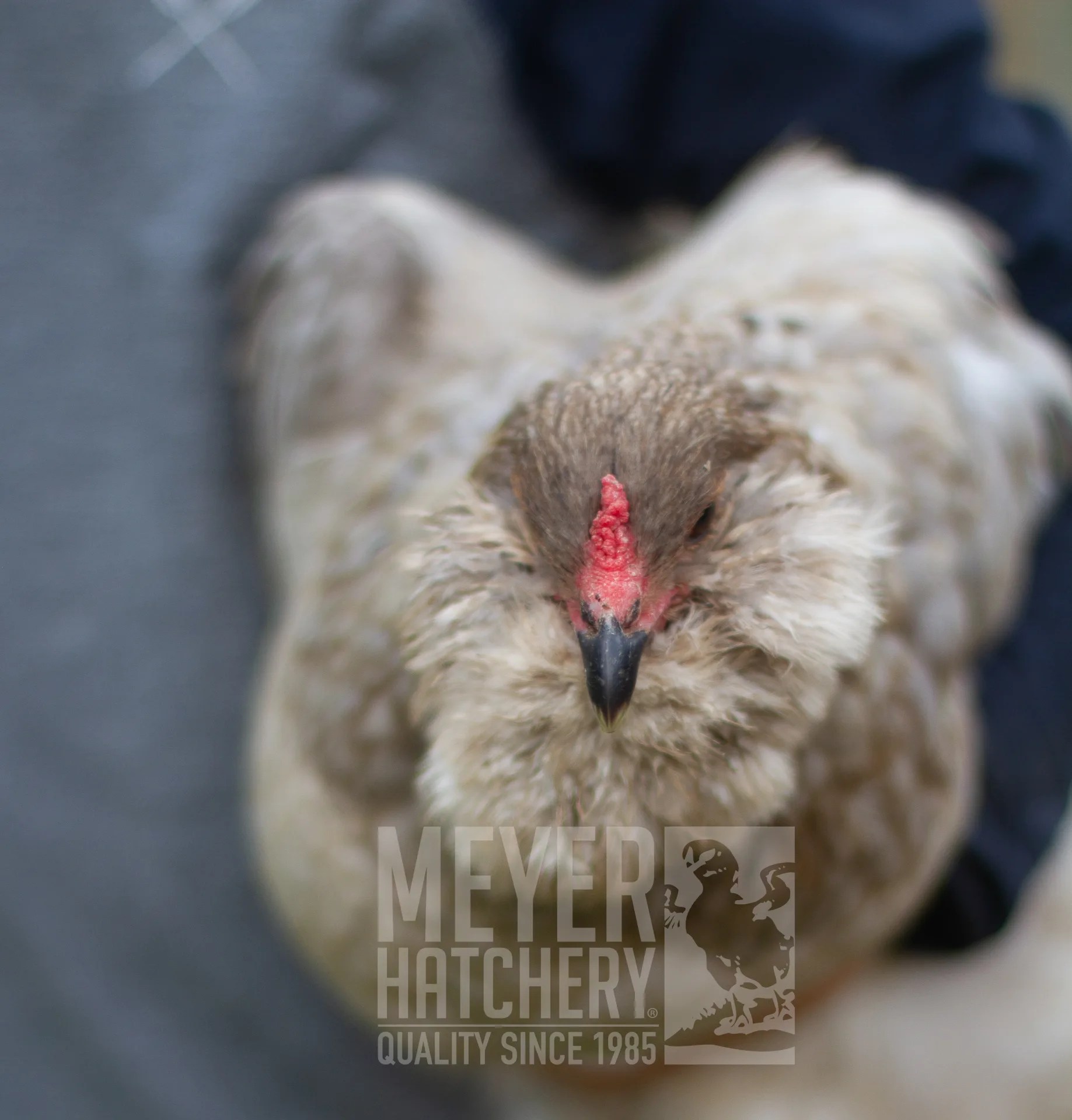 Types of Chicken Combs Meyer Hatchery Blog