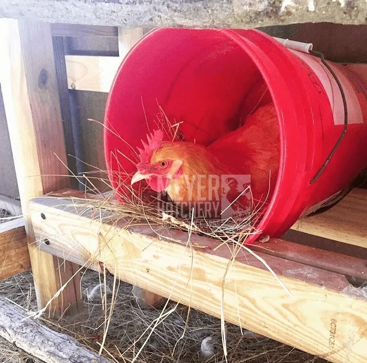 How to Turn 5 Gallon Buckets into Nesting Boxes