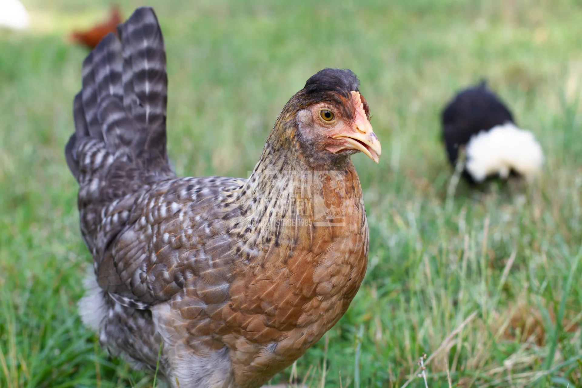 Signs That a Pullet Will Begin Laying Soon Meyer Hatchery Blog