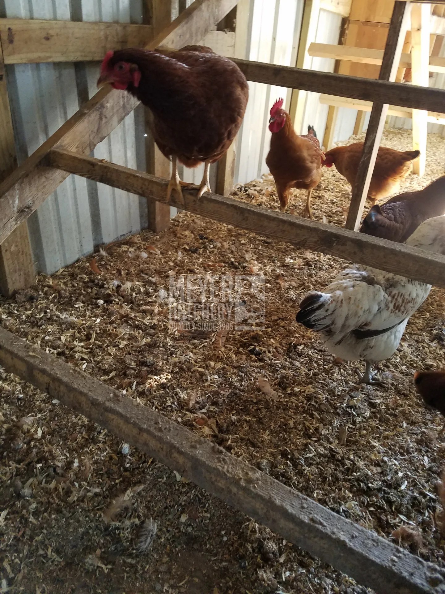 Update On the Deep Litter Method for Coop Cleaning and Maintenance