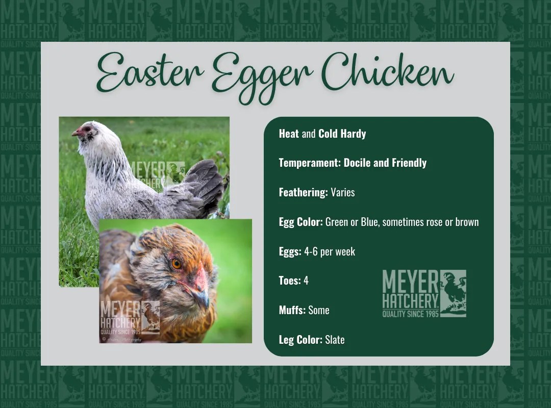 What Exactly Is A Easter Egger Chicken? Meyer Hatchery Blog