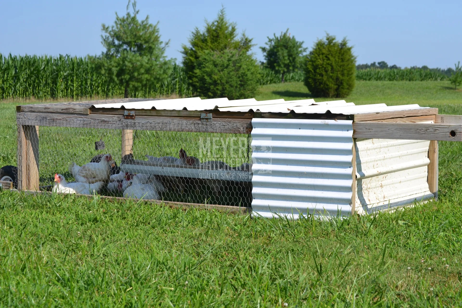 Raising Meat Chickens in a Chicken Tractor Meyer Hatchery Blog