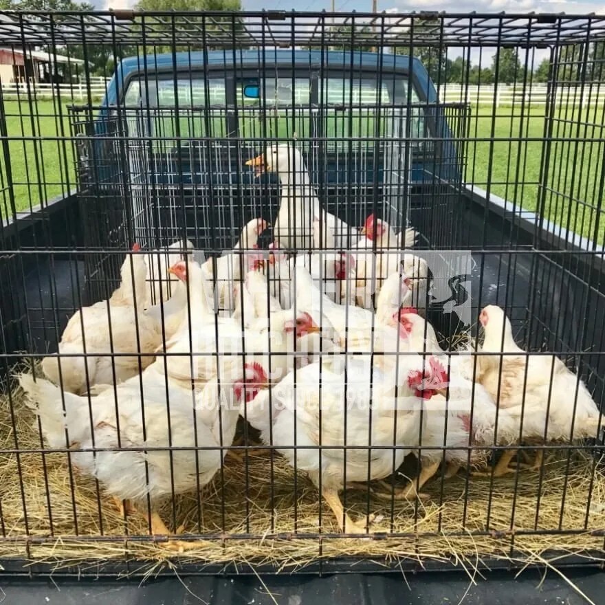 Options for Processing Your Meat Birds Meyer Hatchery Blog