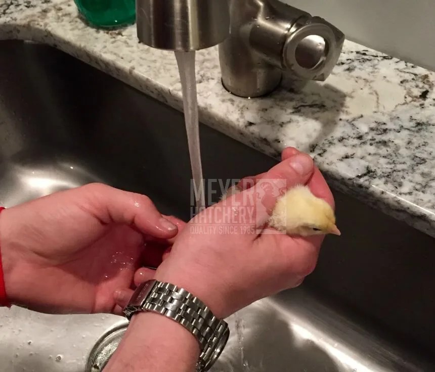 How To Treat Pasty Bottom For New Chicks Meyer Hatchery Blog
