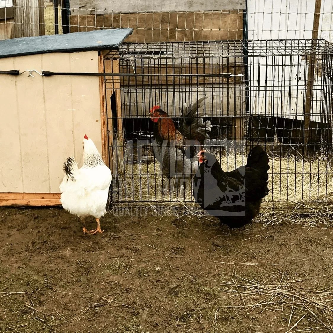 Keeping Multiple Roosters in a Flock Meyer Hatchery Blog