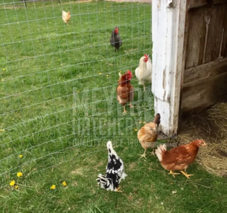 Adding New Chickens Into Your Existing Flock Meyer Hatchery Blog