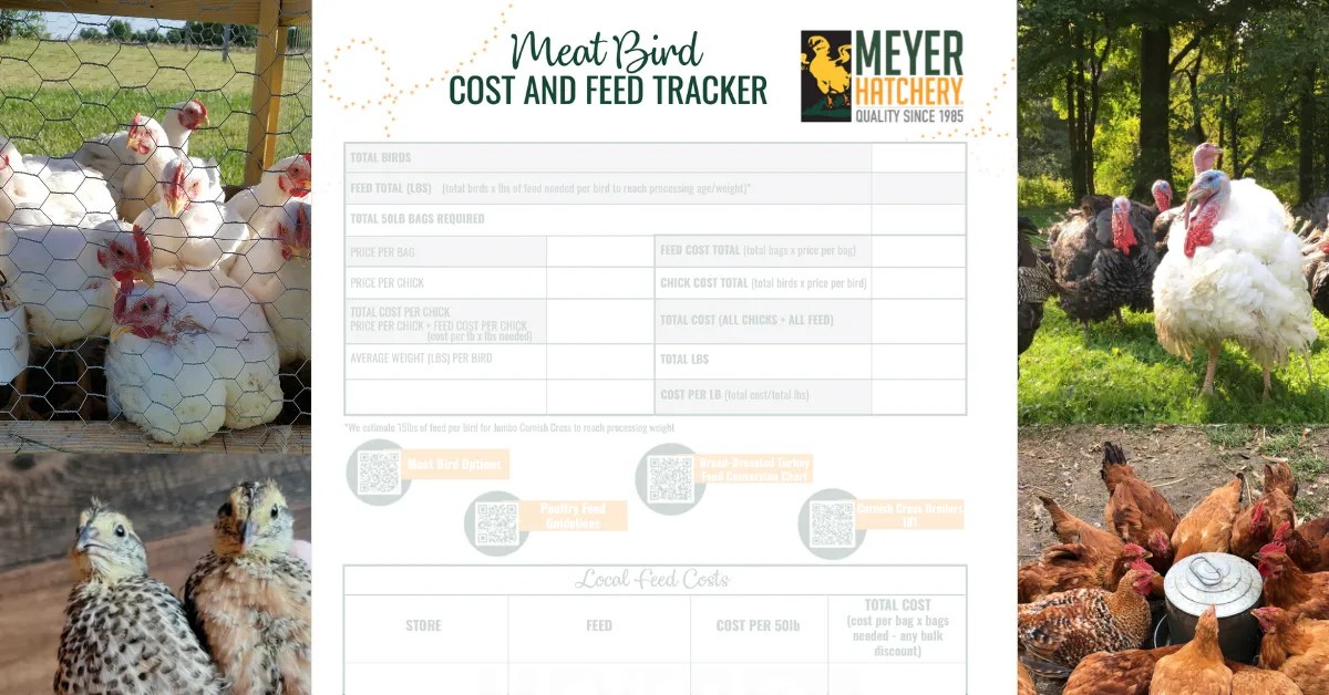 Cost Effectively Raising Meat Birds Meyer Hatchery Blog
