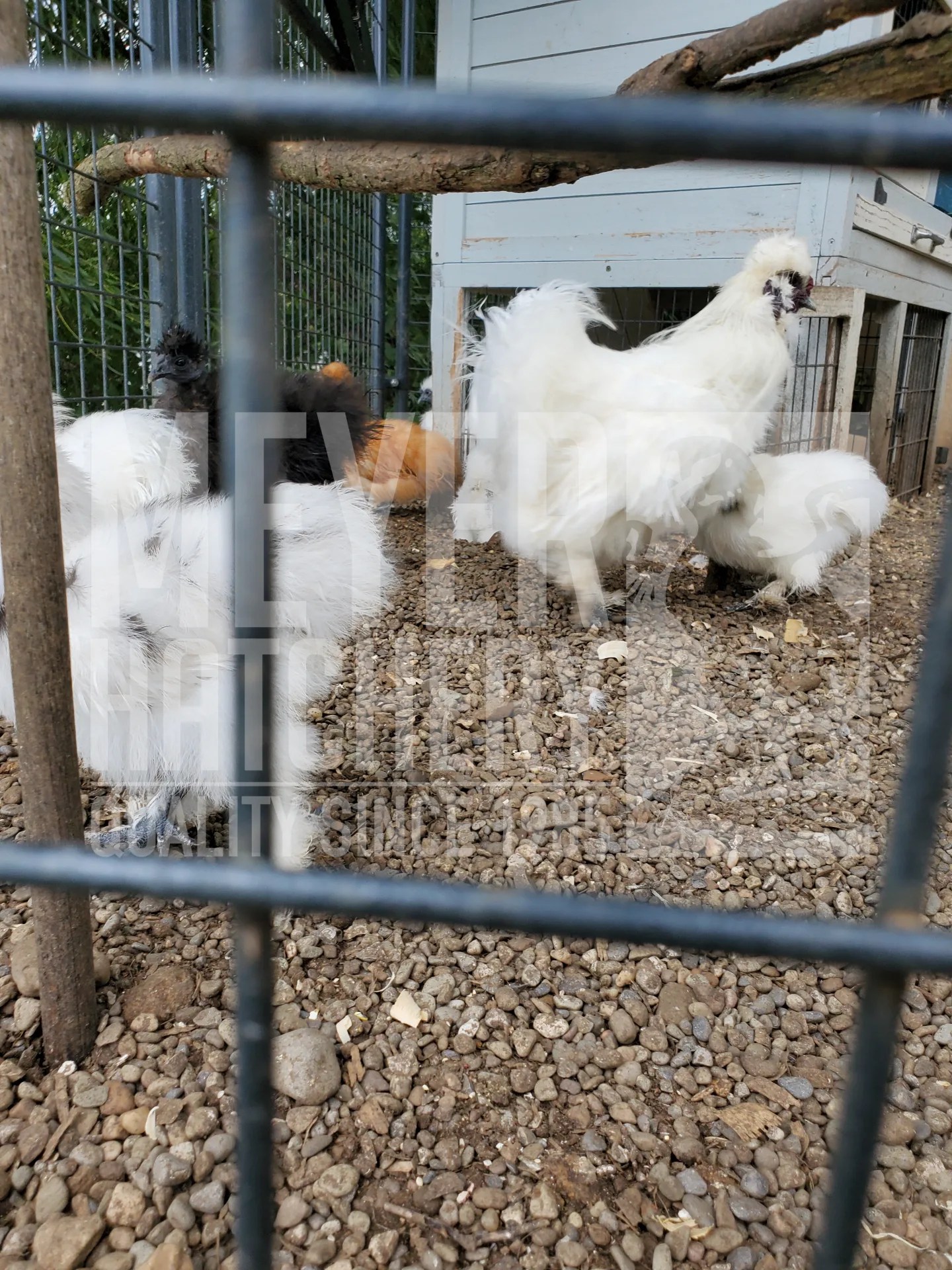 How to Fix a Muddy Run Meyer Hatchery Blog