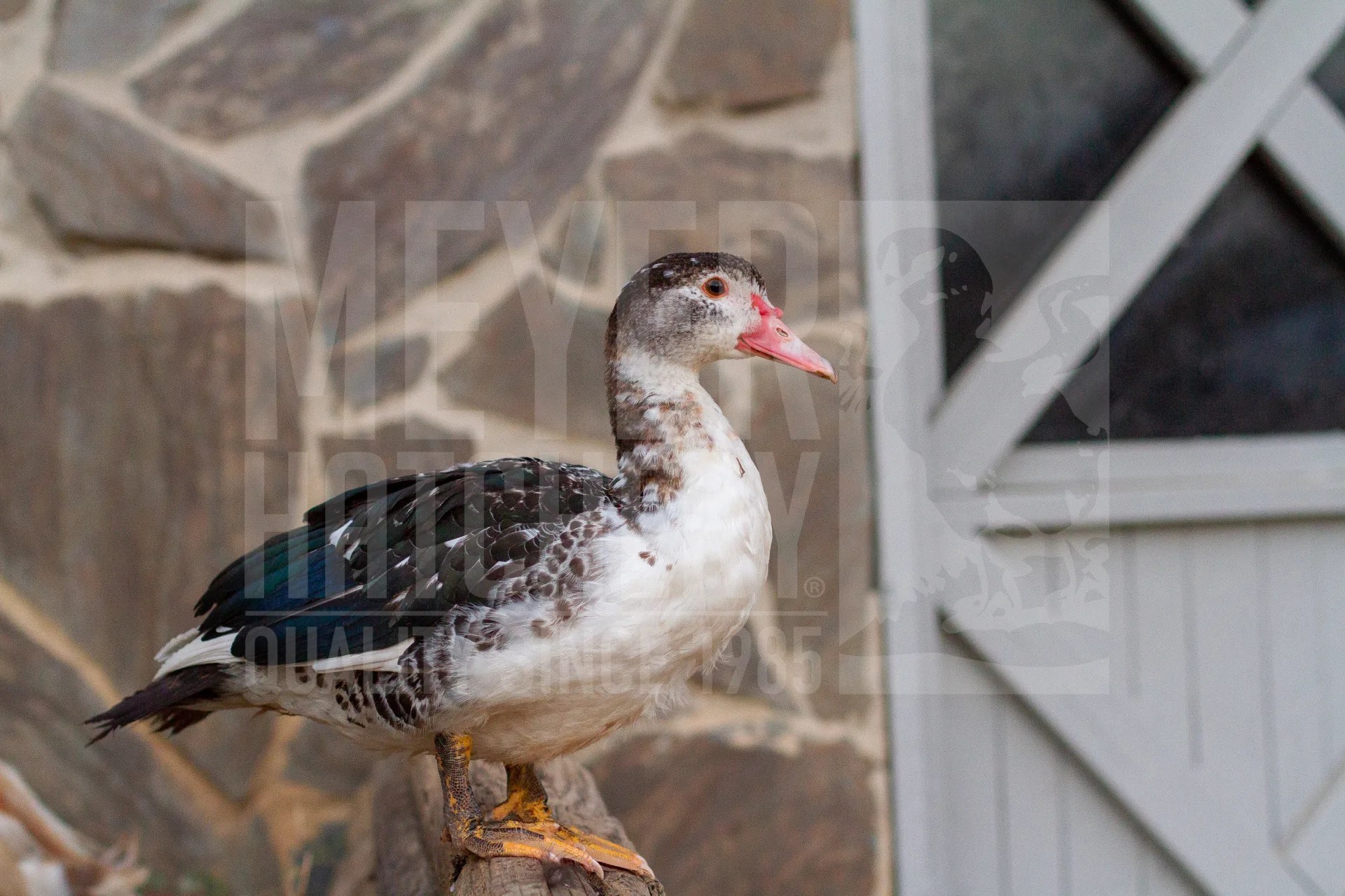 Breed Spotlight Muscovy Meyer Hatchery Blog