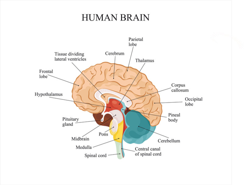 A Quick and Easy Guide To the 4 Main Brain Regions