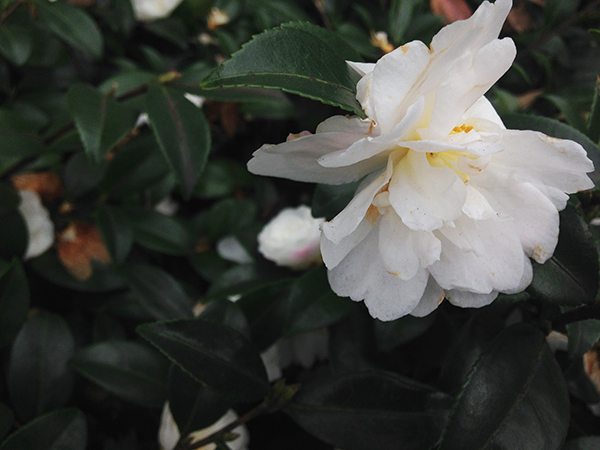 山茶花 さざんか か寒椿か Tokyo Blog
