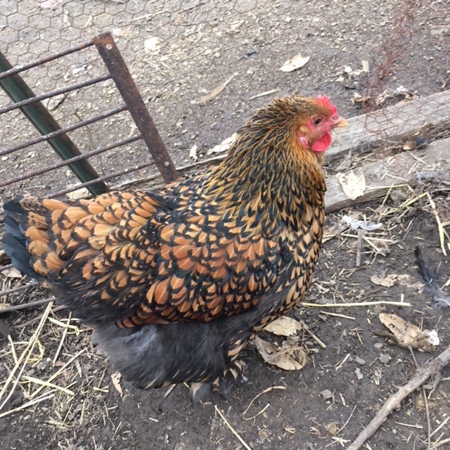 It's National Pet Day Prepare to Smile