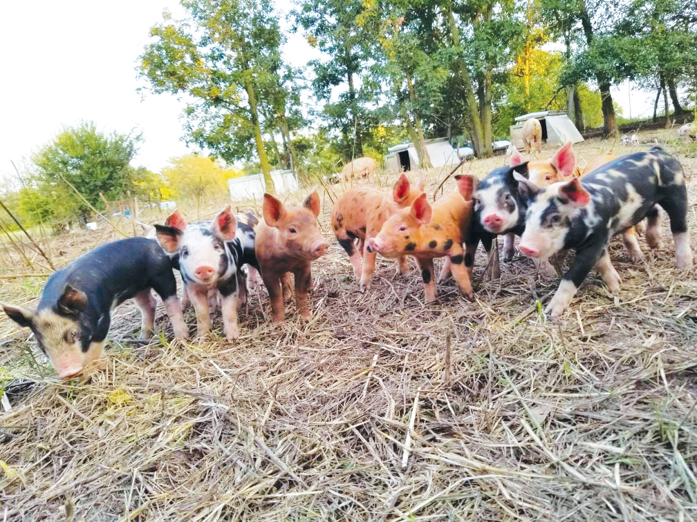 Visiting the Hawkins farm Moink Box