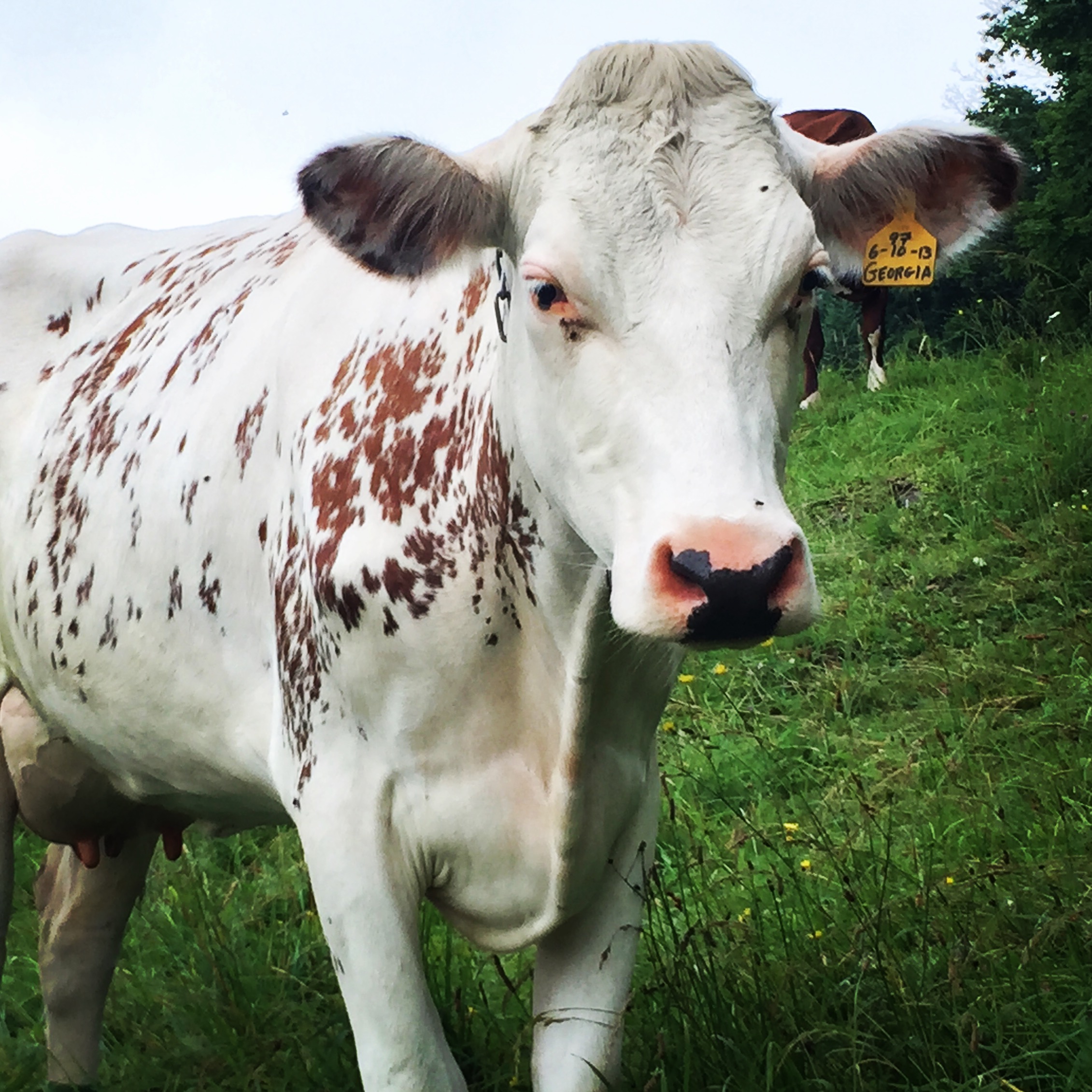 Vermont Land of Cheese, Promise and HAY Murray's Cheese Blog