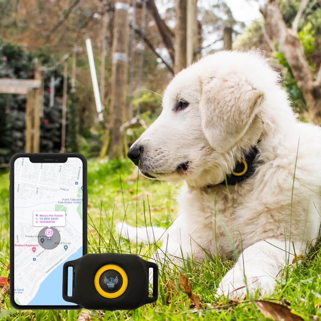 Why Do Pets Need GPS Trackers My Buddy Gard Blog