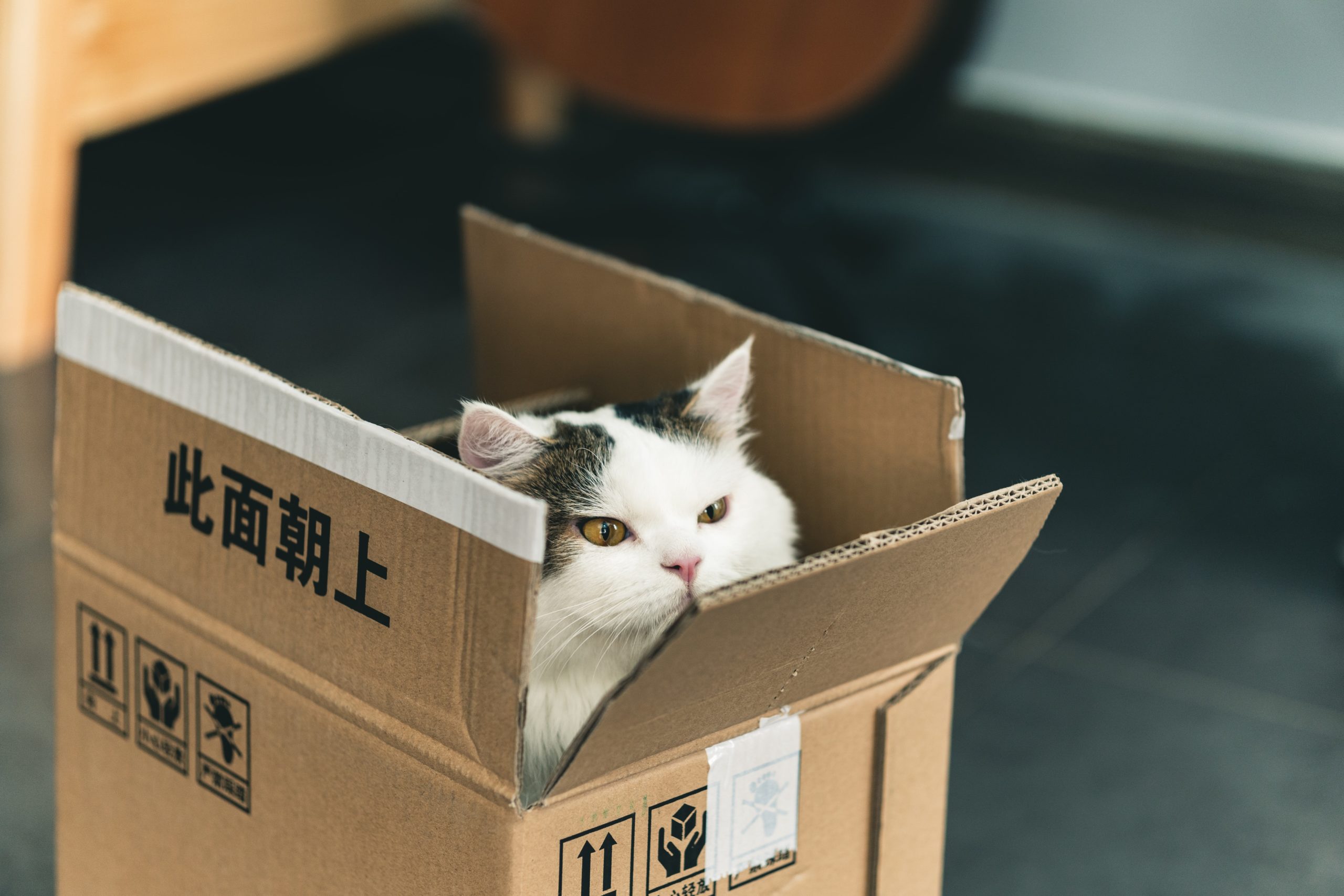 How To Move House With A Cat MyConnect