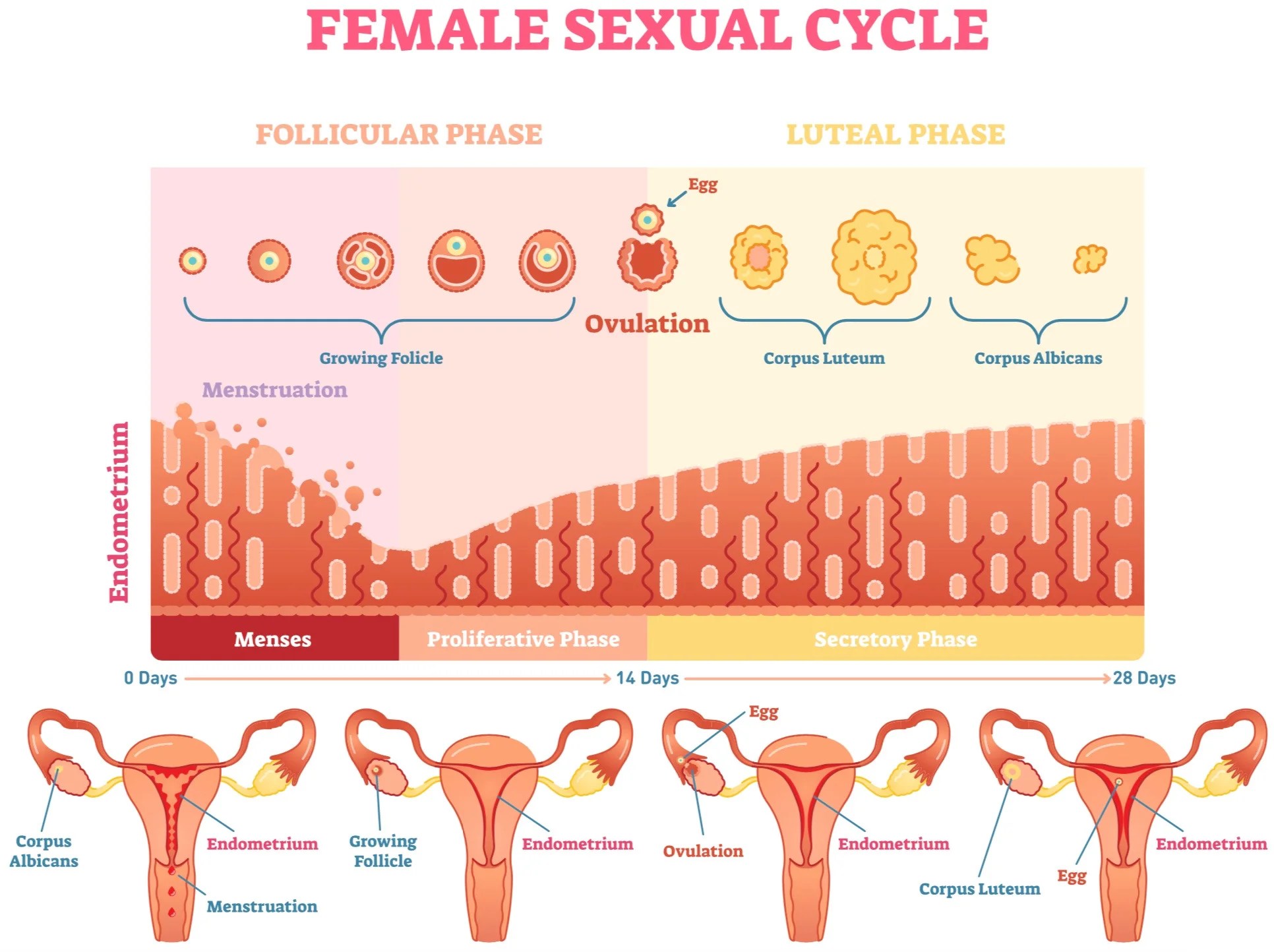 What is a fertile window? Fertility Cloud