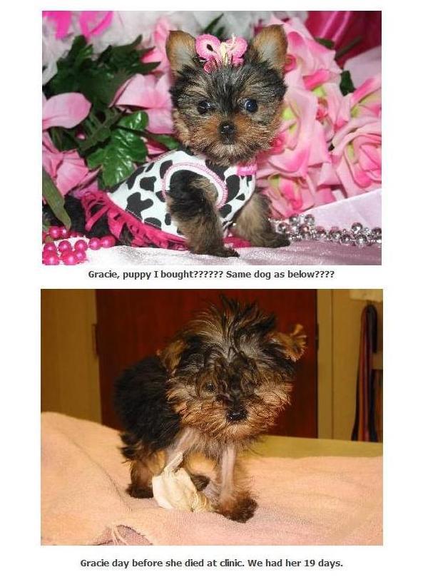 Teacup Puppies Lets Adopt! Global