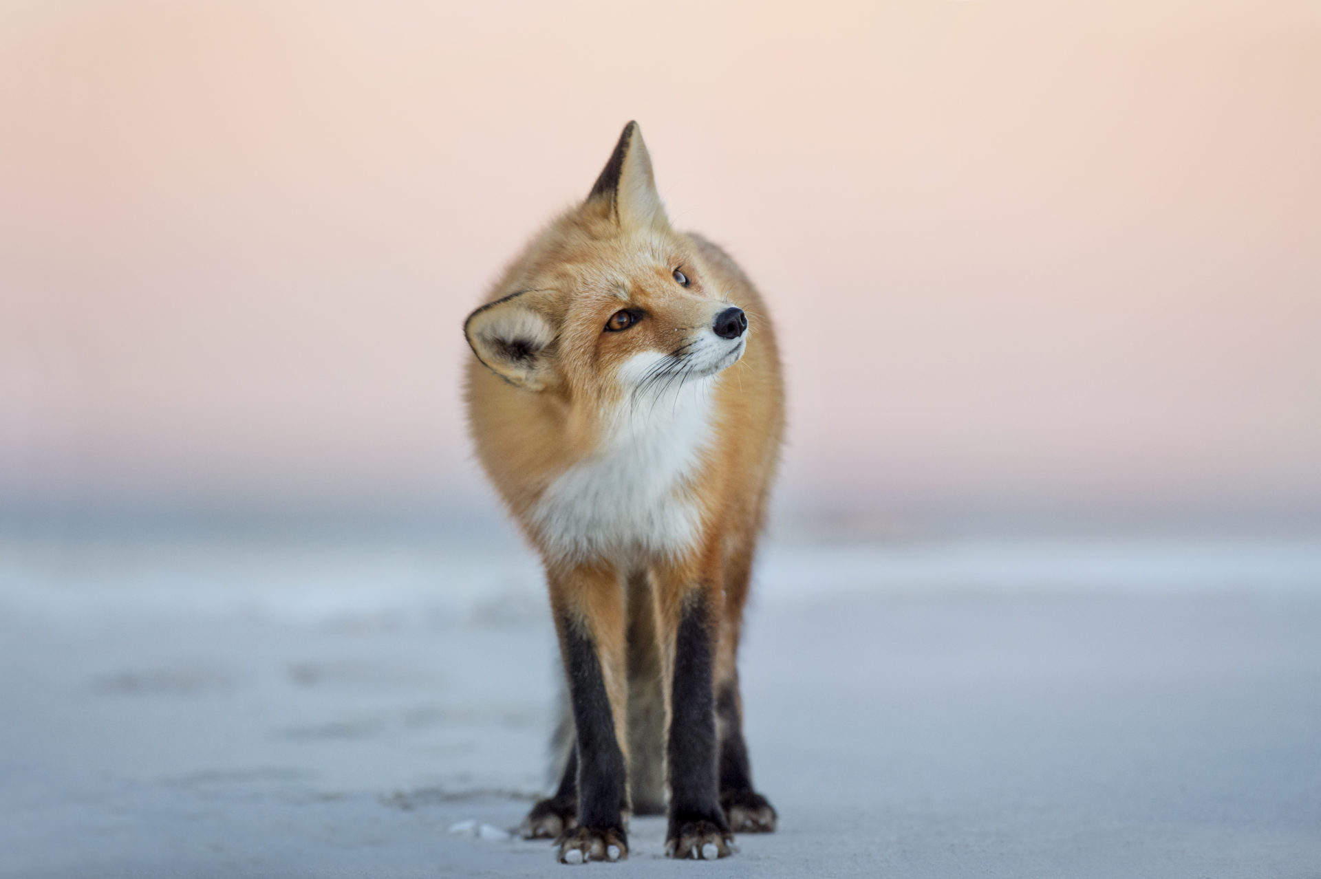 Sly as a Fox? Truth or Mythology MyStart