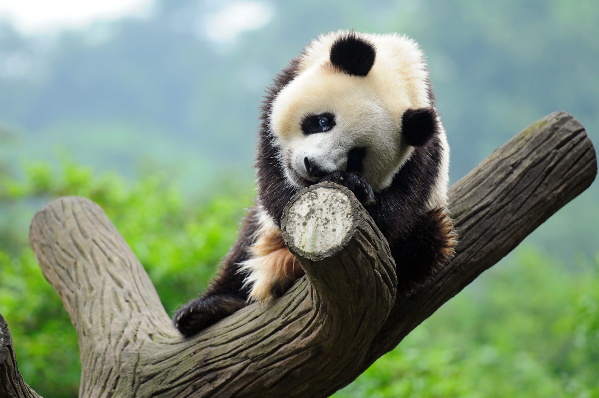 Why is Everyone Fascinated with Pandas? MyStart