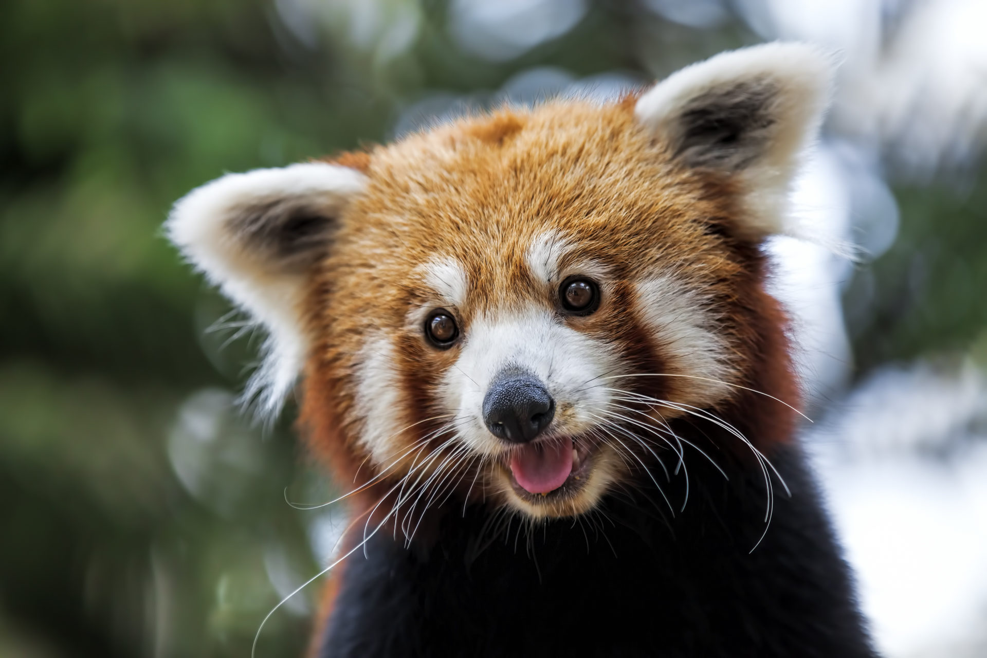Red Panda The Size of a Typical House Cat MyStart