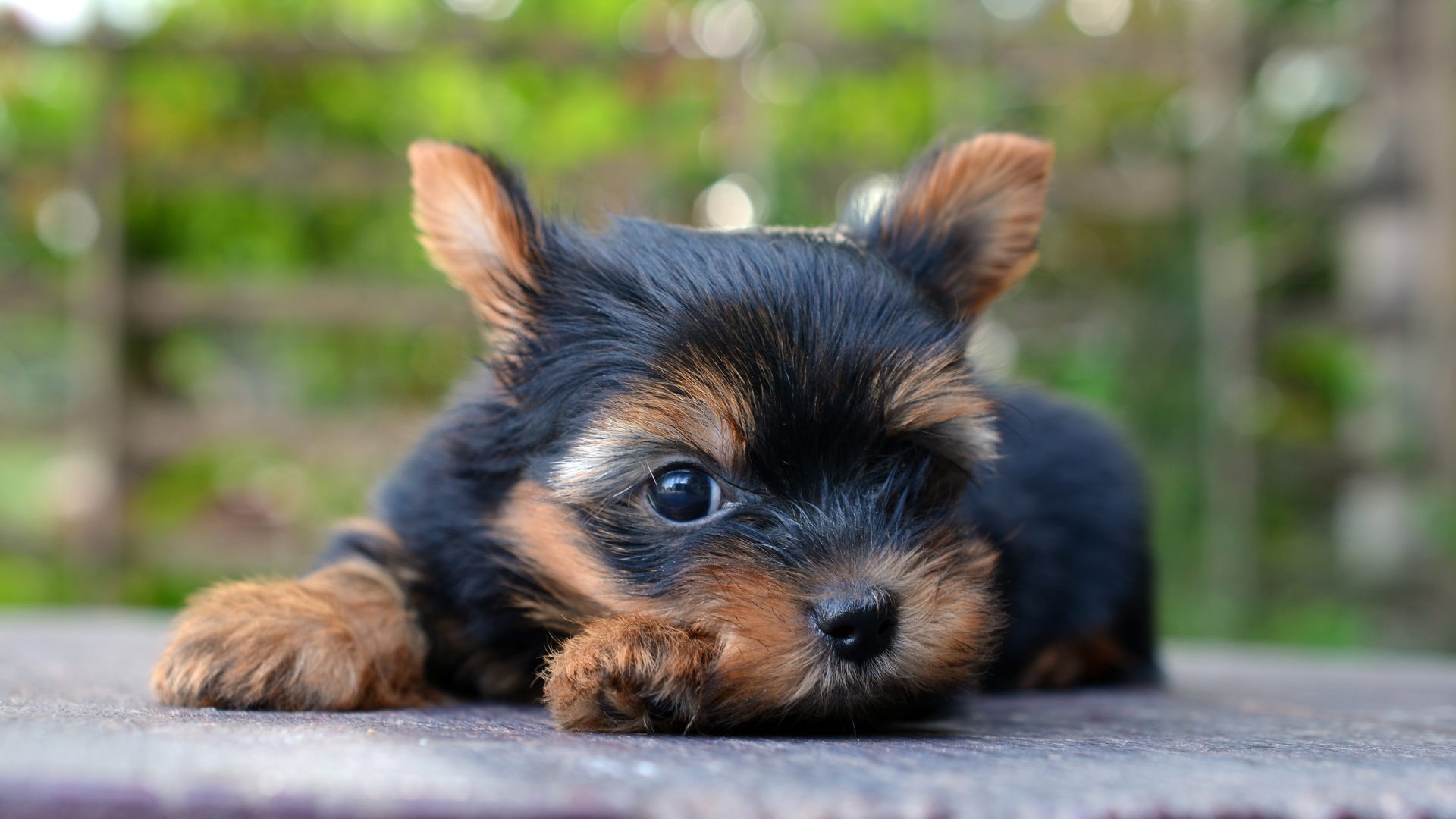Yorkshire Terrier Facts You Didnt Know MyStart