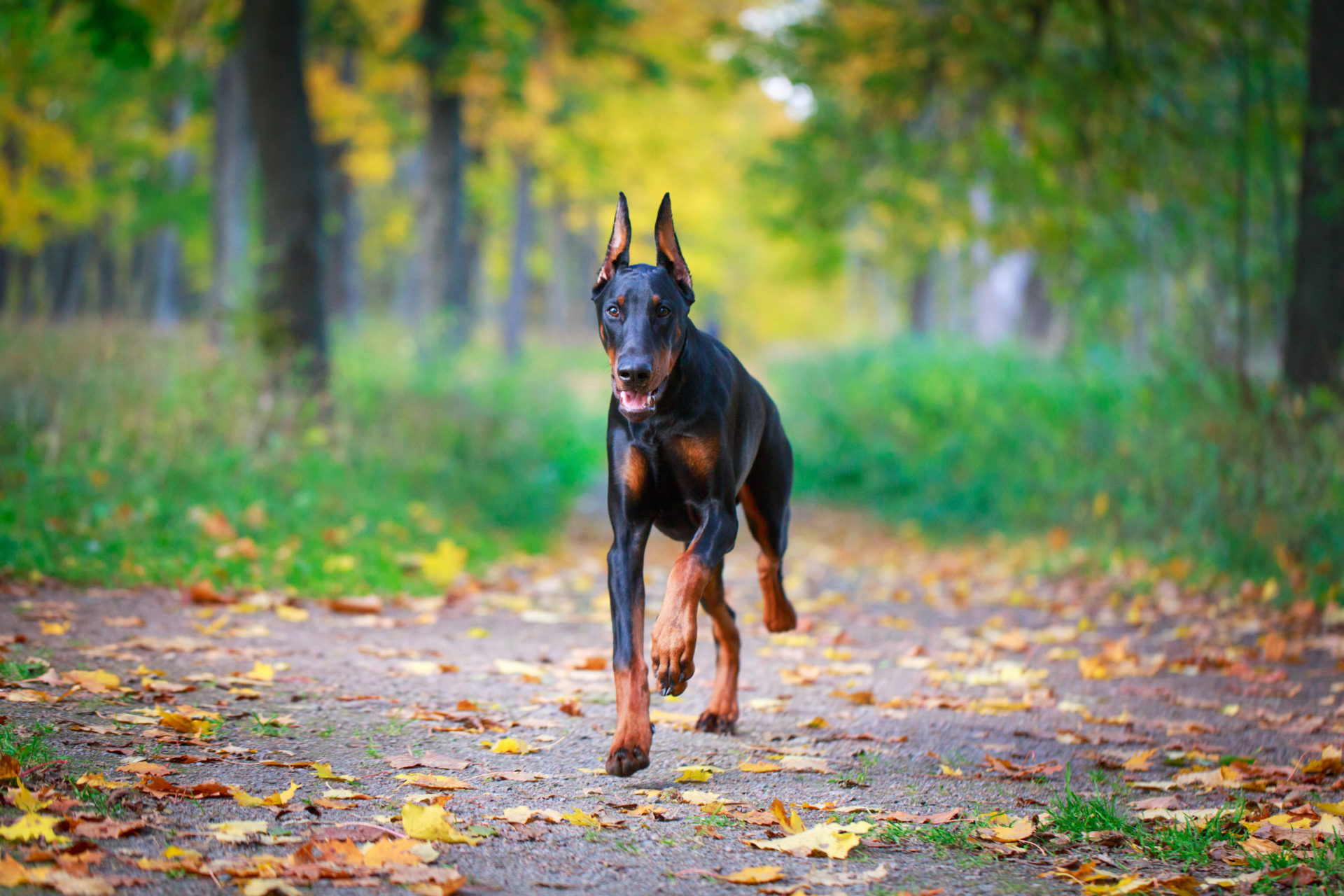 My Doberman Dog HD Wallpapers New Tab Theme MyStart