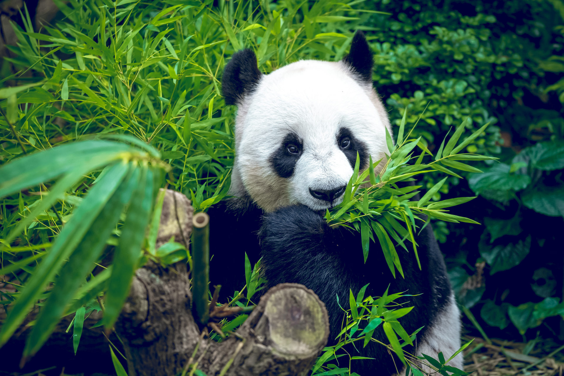 Why is Everyone Fascinated with Pandas? MyStart
