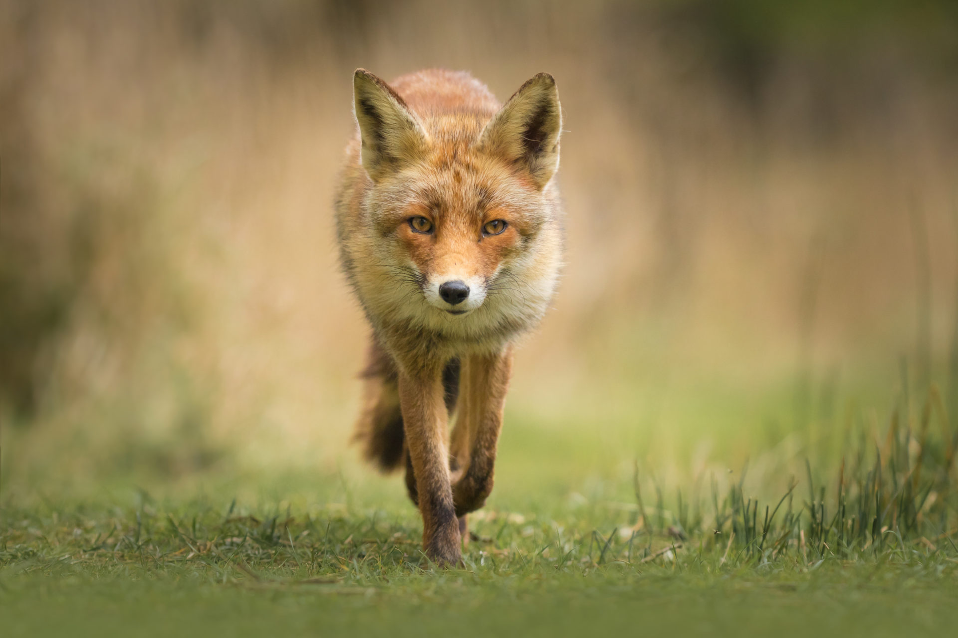 Sly as a Fox? Truth or Mythology MyStart