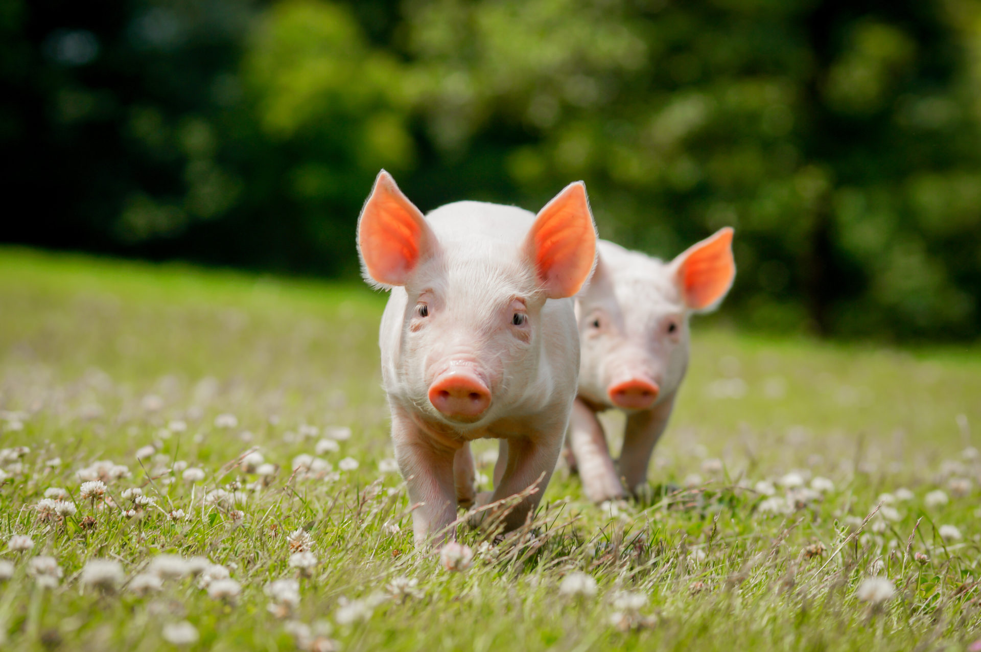 List Of Cute Animals Wallpaper Pig Ideas