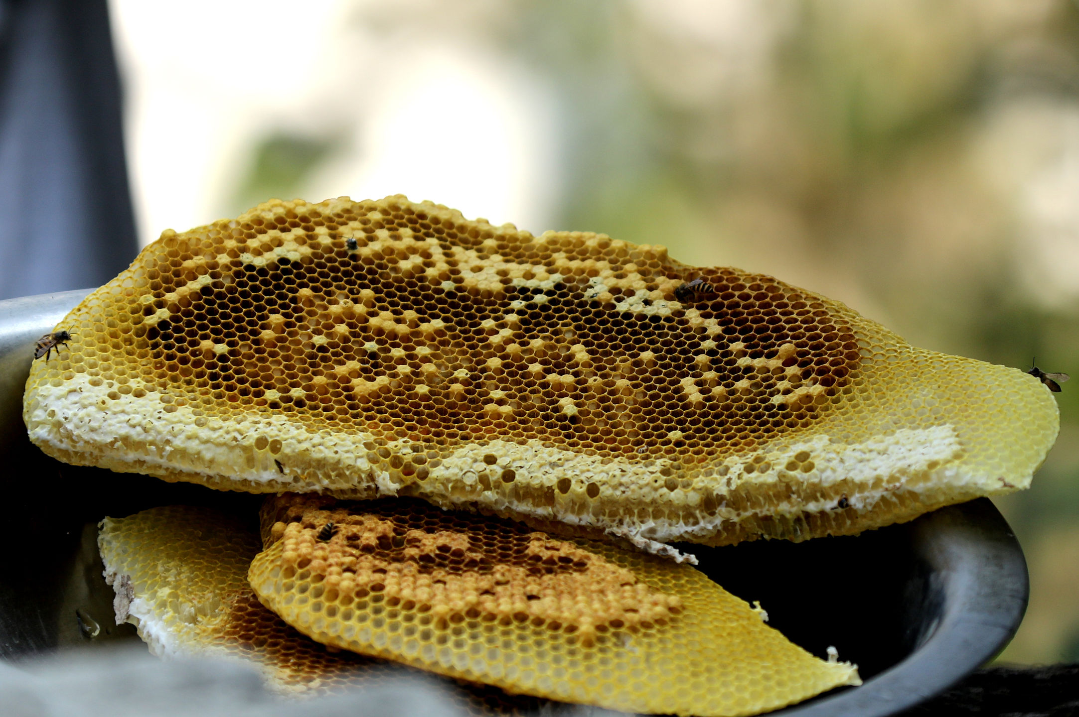 The Strange History of Wild Honey Harvested From the Cliffs of Nepal MyStart