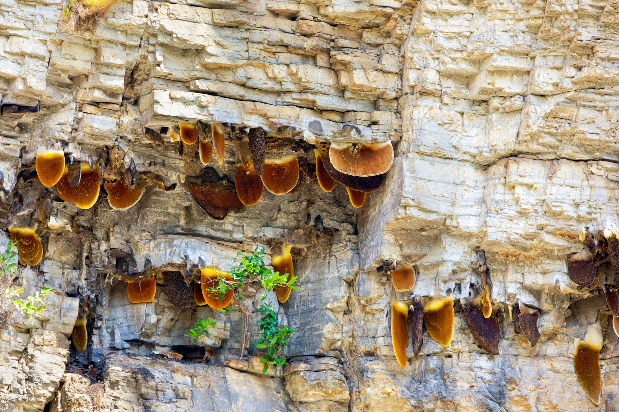 The Strange History of Wild Honey Harvested From the Cliffs of Nepal MyStart