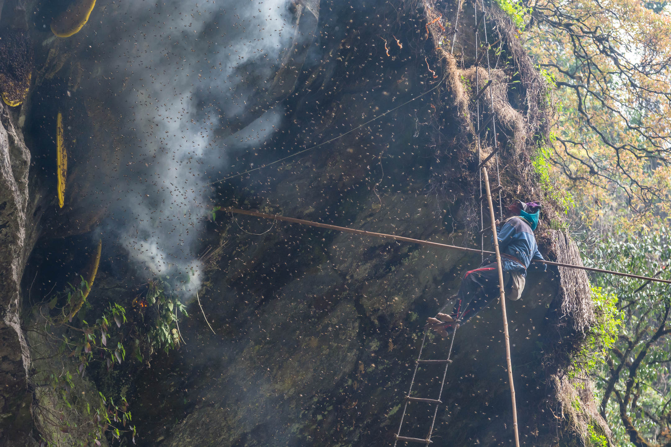 The Strange History of Wild Honey Harvested From the Cliffs of Nepal MyStart